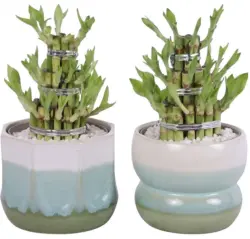 Бамбук на щастието &Oslash;15 cм