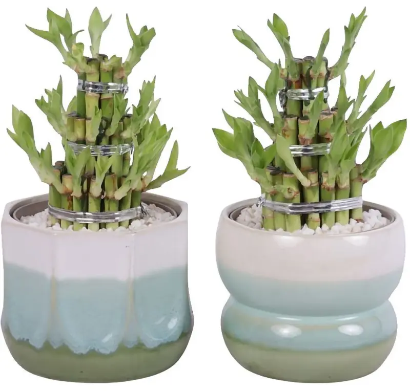 Бамбук на щастието &Oslash;15 cм