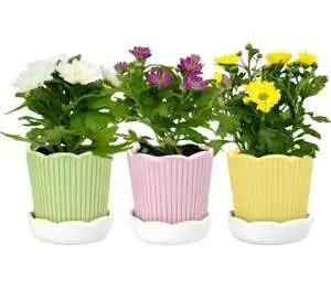 Минихризантема в керамика &Oslash;6 см