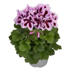 Пеларгониум &Oslash;12,5 см