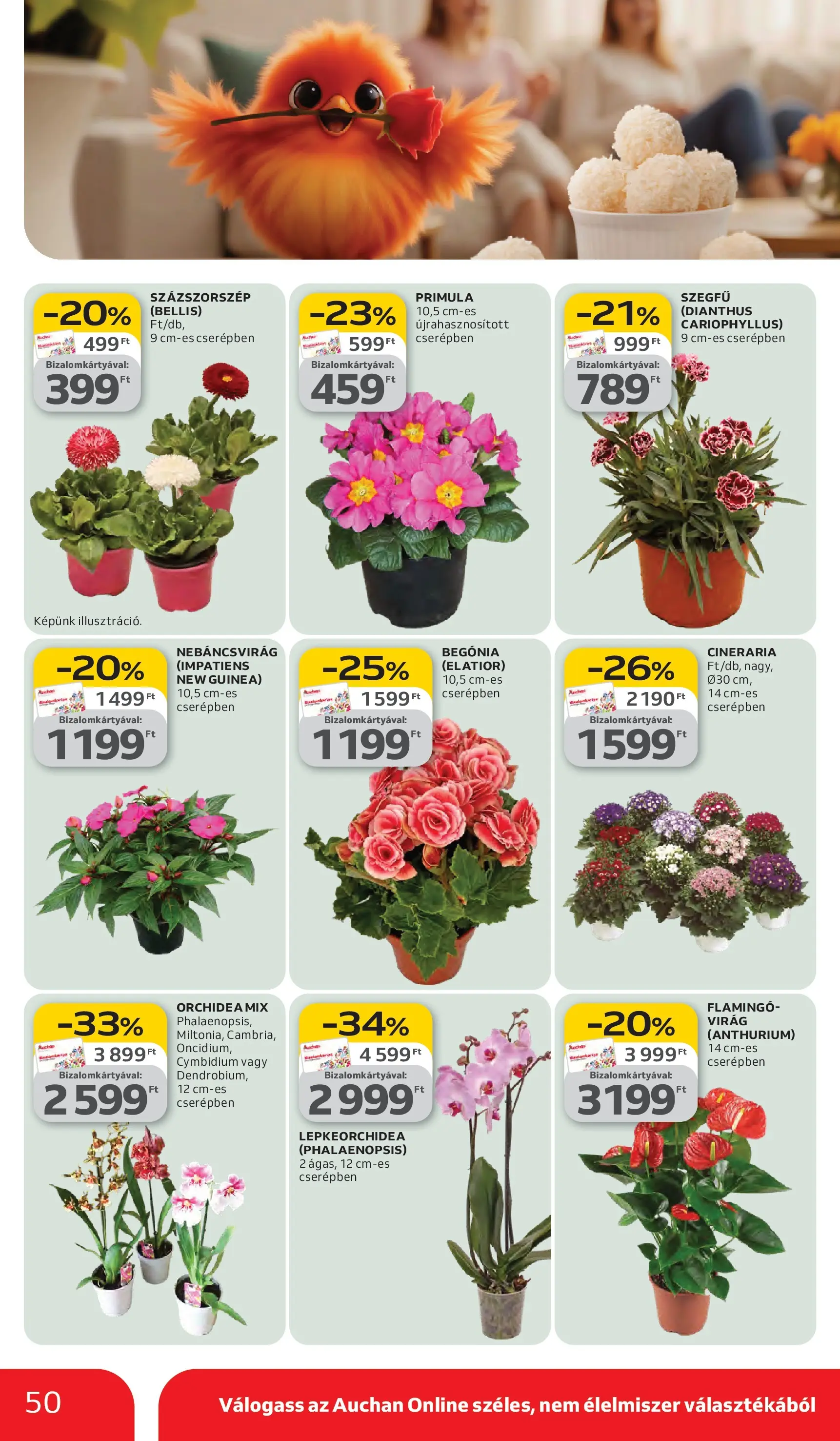 Auchan akciós újság Debrecen - 2026.03.05. -tól/töl > akció, lapozható szórólap 🛍️ | Oldal: 50 | Termékek: Orchidea, Virag