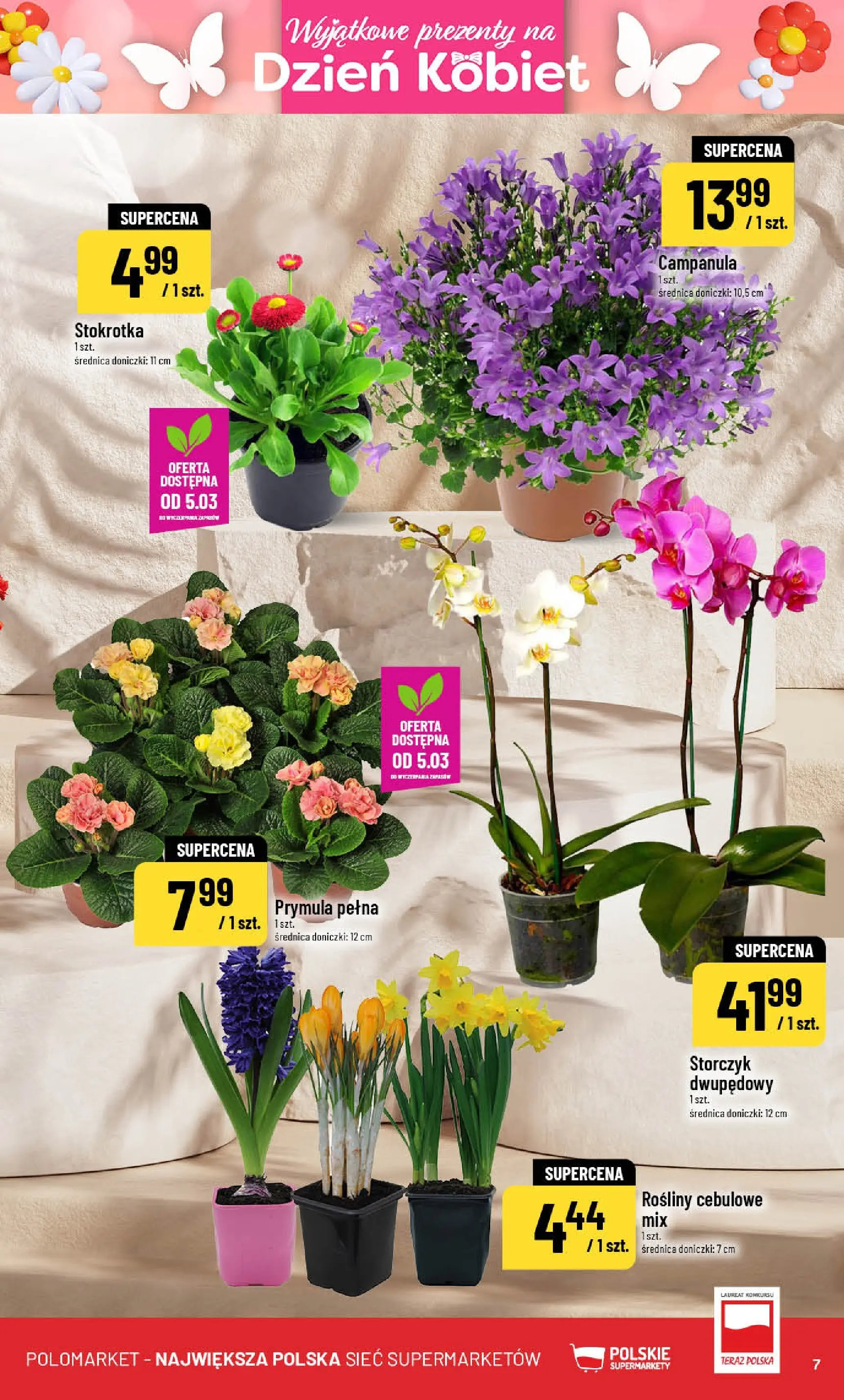 Nowa POLOmarket gazetka od jutra 04.03.2026 (PDF) | Strona: 7 | Produkty: Stokrotka, Rosliny, Doniczki, Storczyk