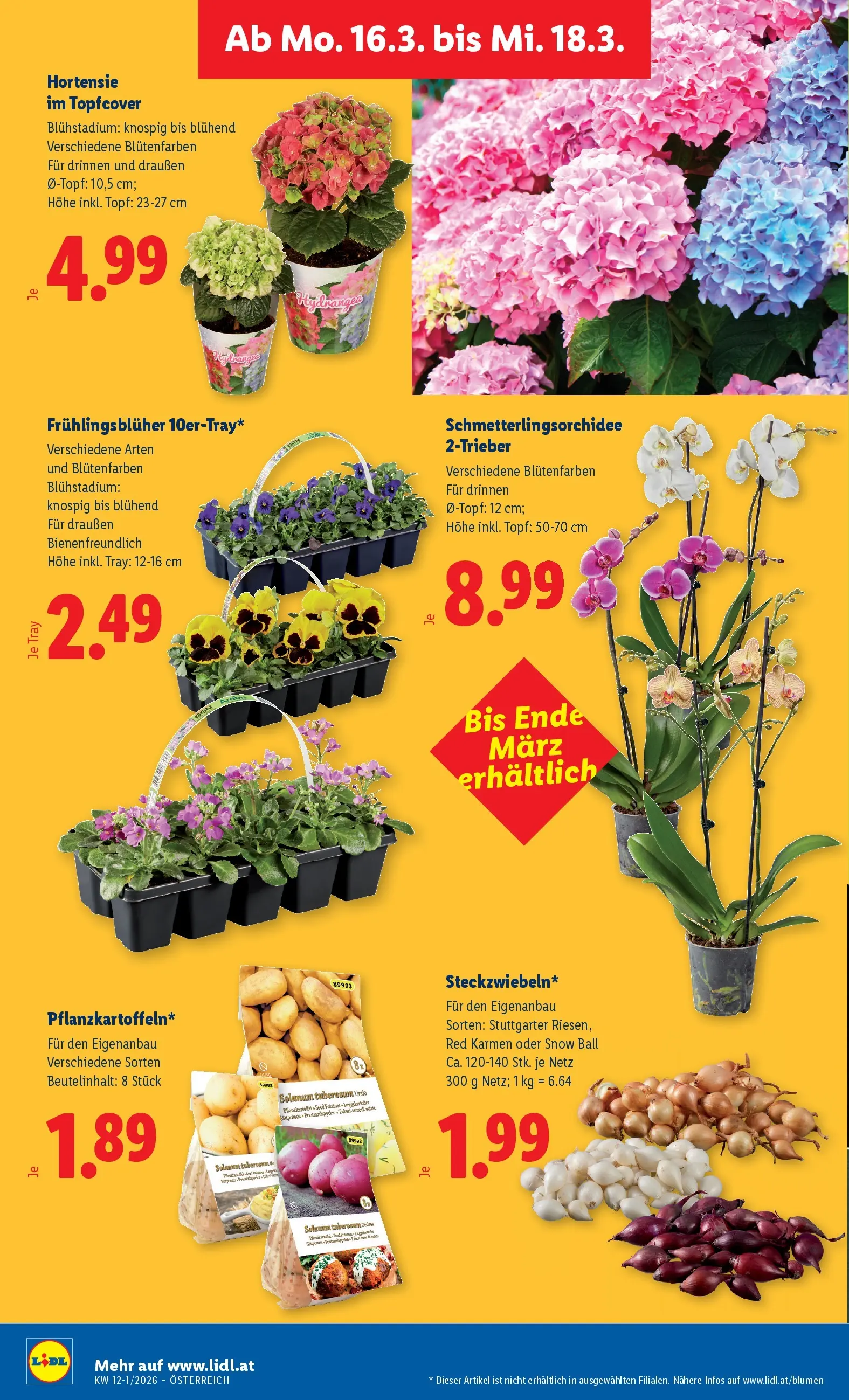 Lidl Flugblatt - Wien, Langenzersdorf, Zwettl ab 12.03.2026 - Angebote ab donnerstag | Seite: 31