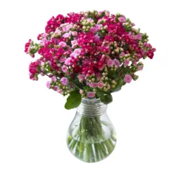 Букет Каланхое 40 см