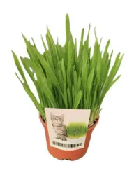 Котешка трева &Oslash;10,5 см