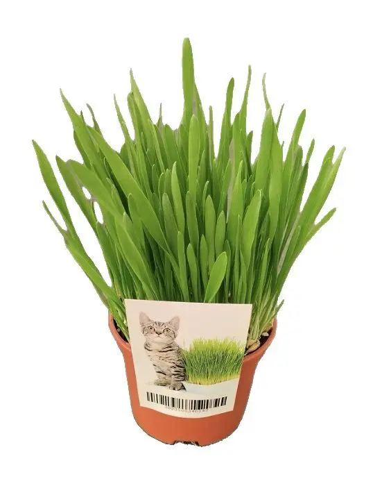 Котешка трева &Oslash;10,5 см