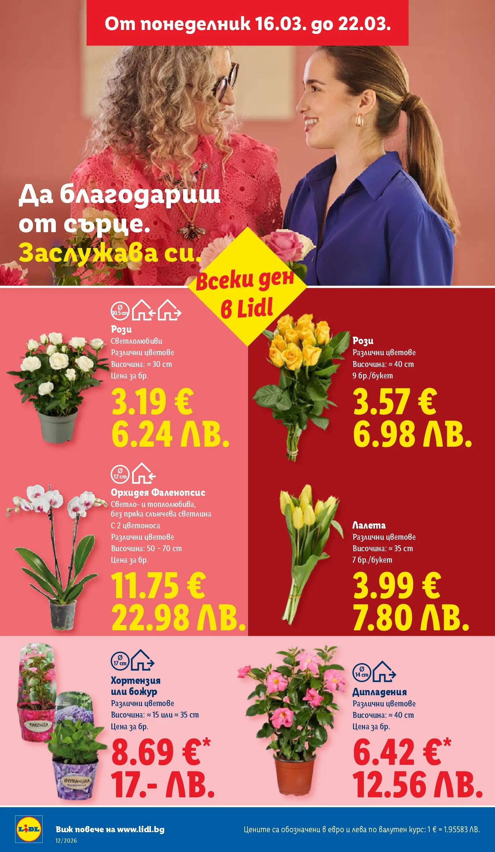 Лидл - Направи празника специален с ЛИДЛ предложения с валидност до 22.03.2026 от 15.03.2026 | Страница: 50 | Продукти: Орхидея