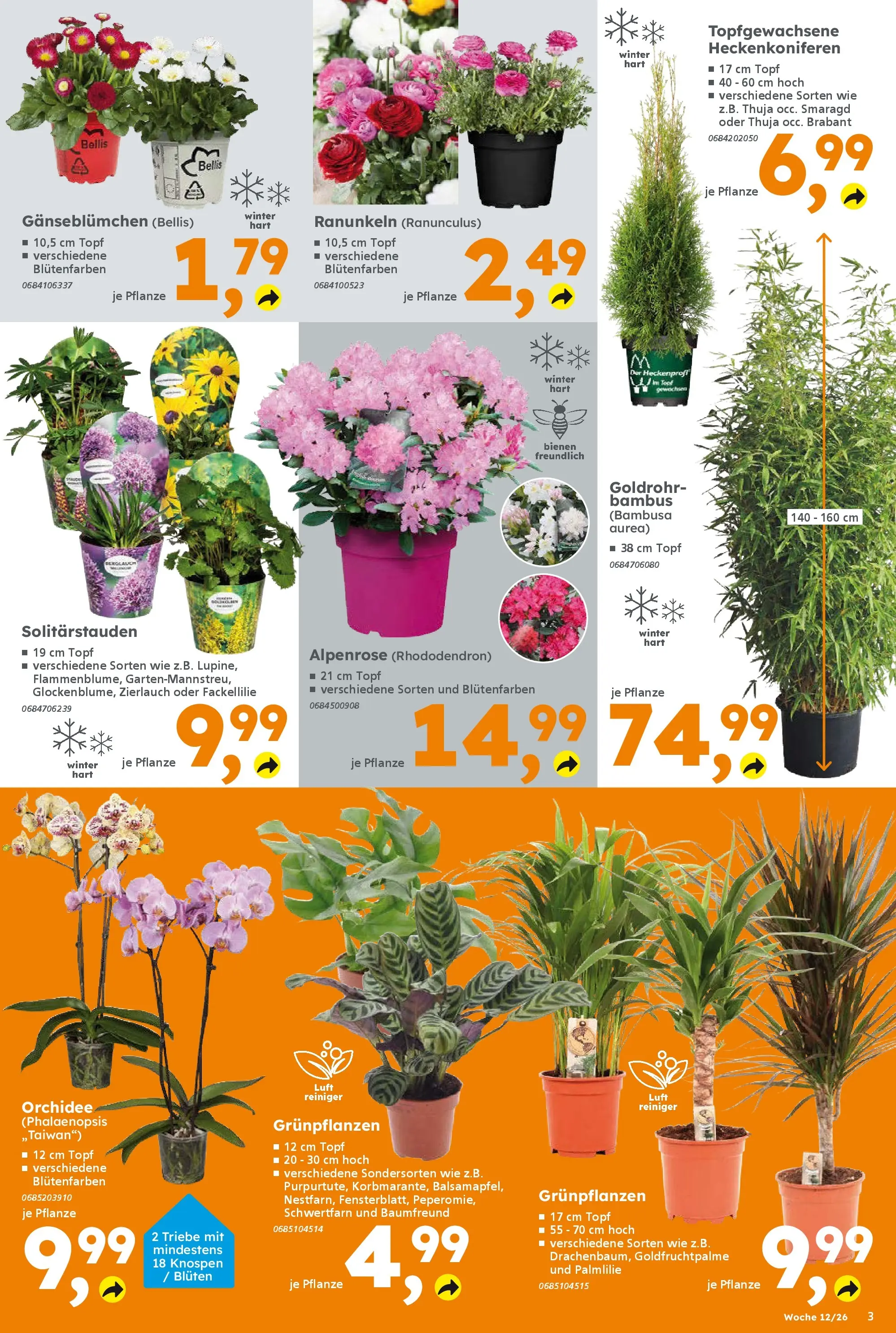 Globus Baumarkt Prospekt Ilmenau	 (ab 16.03.2026) zum Blättern | Seite: 3 | Produkte: Orchidee