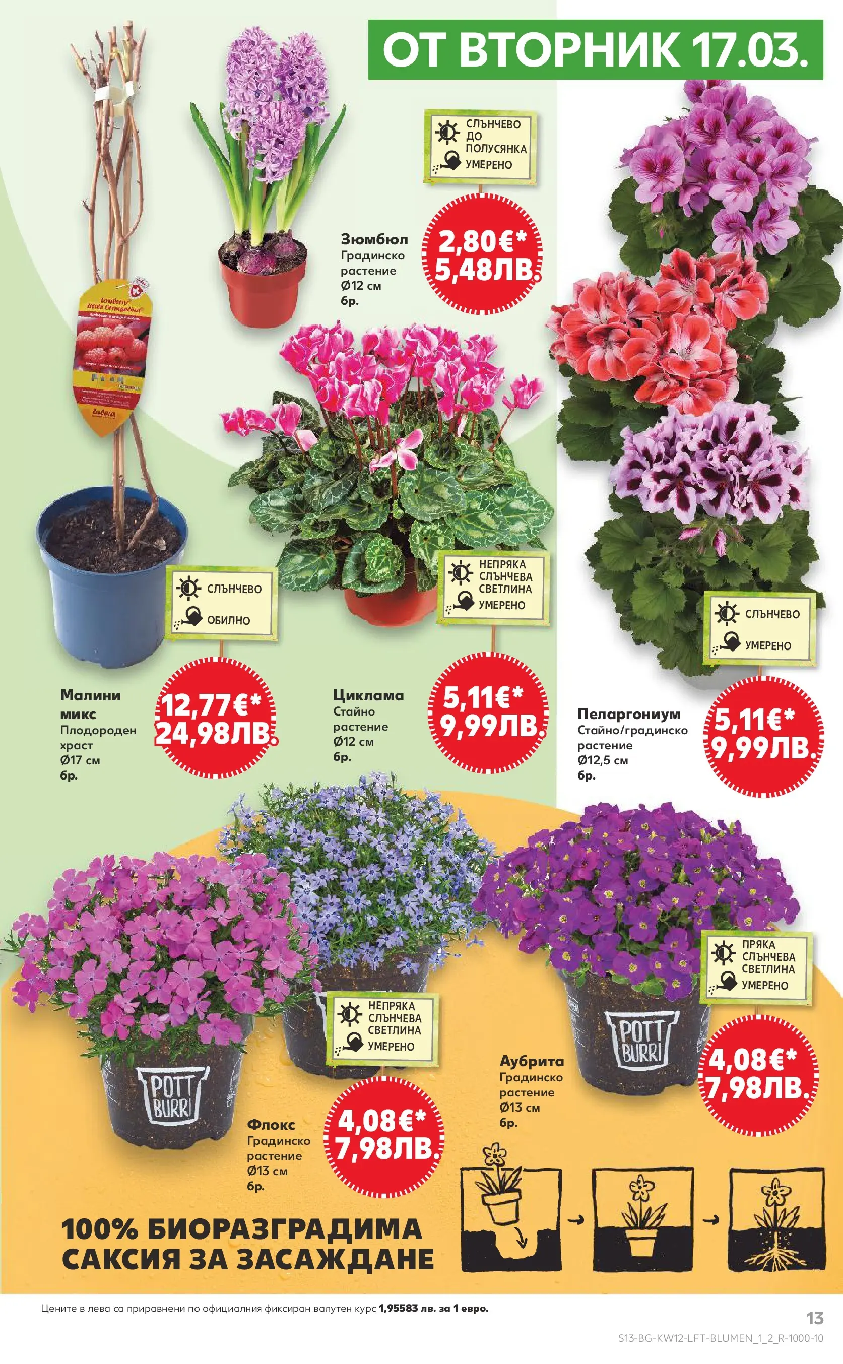 Нова Кауфланд - MEGA изгодни цени в Kaufland с валидност до 22.03.2026 от 15.03.2026 | Страница: 13 | Продукти: Малини, Саксия