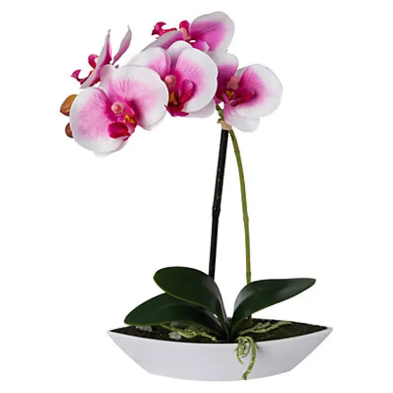 Orchidee
