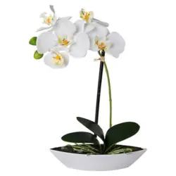 Orchidee