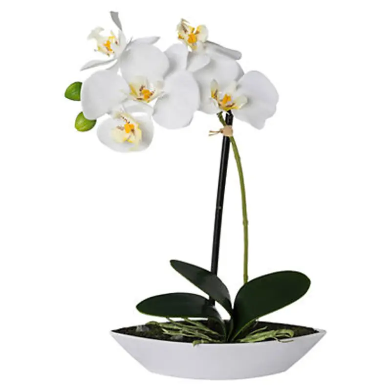Orchidee