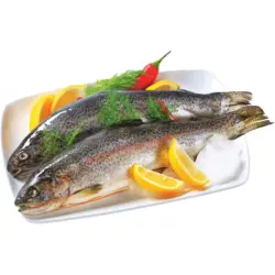 Lachsforellen frisch (Onkorhynchus Mykiss)