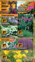 Hornbach Hornbach: Dein Garten, Dein Wille. - bis 15.04.2026