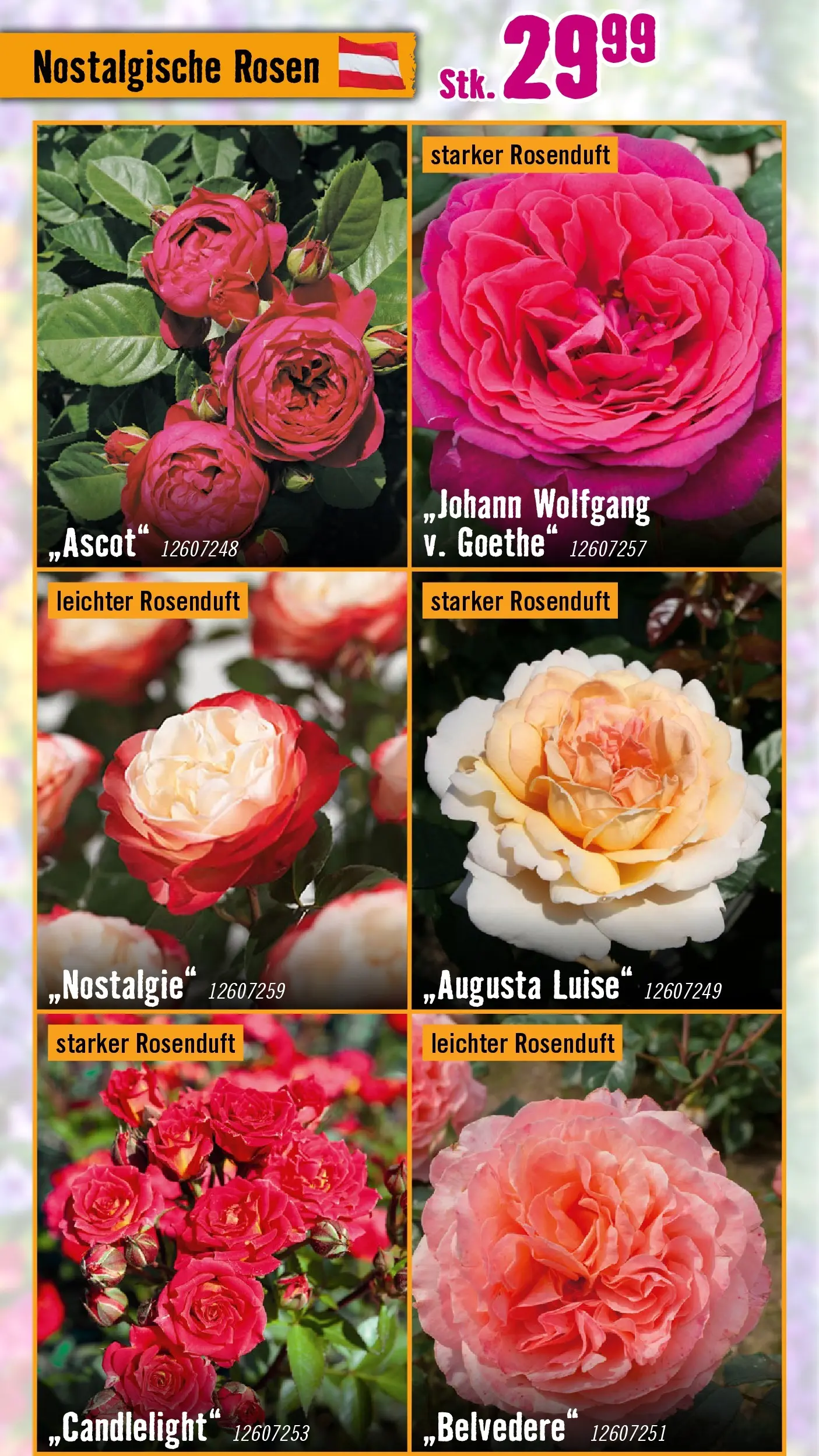 Hornbach Dein Garten, Dein Wille. von 17.03.2026 - Aktuelle Angebote | Seite: 17