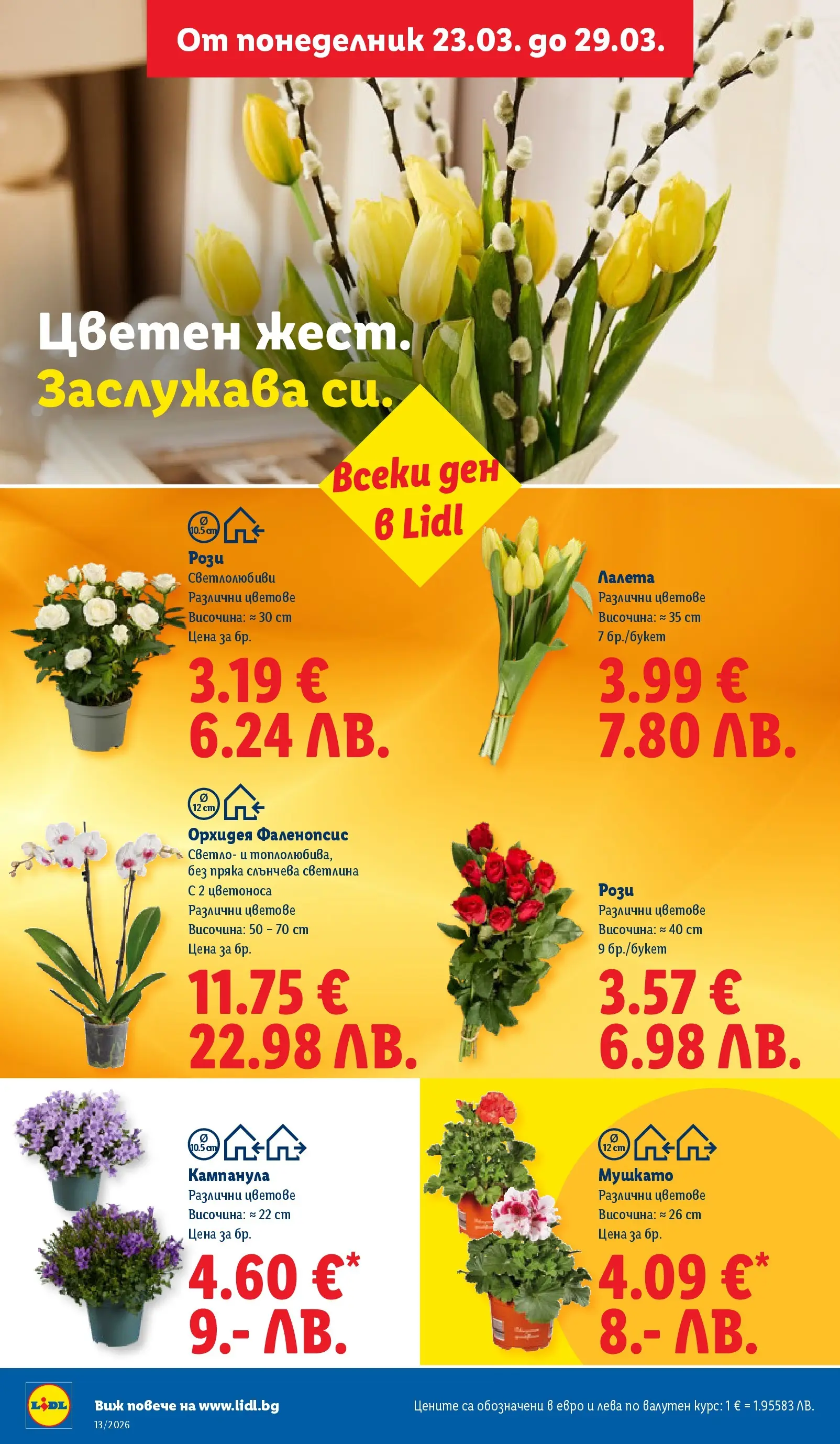Лидл брошура - Направи празника специале от 23.03.2026 | Страница: 48 | Продукти: Орхидея