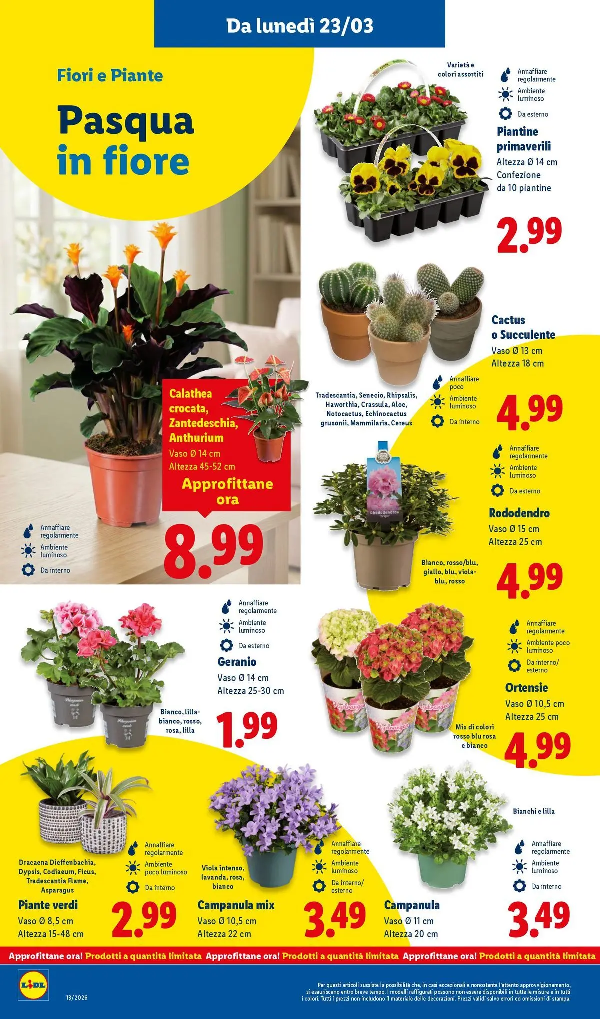 LIDL volantino della prossima settimana dal ﻿22/03/2026﻿ 📣 | Pagina: 34 | Prodotti: Cactus, Vaso