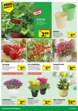 hagebaumarkt: Flugblatt