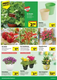 hagebaumarkt: Flugblatt