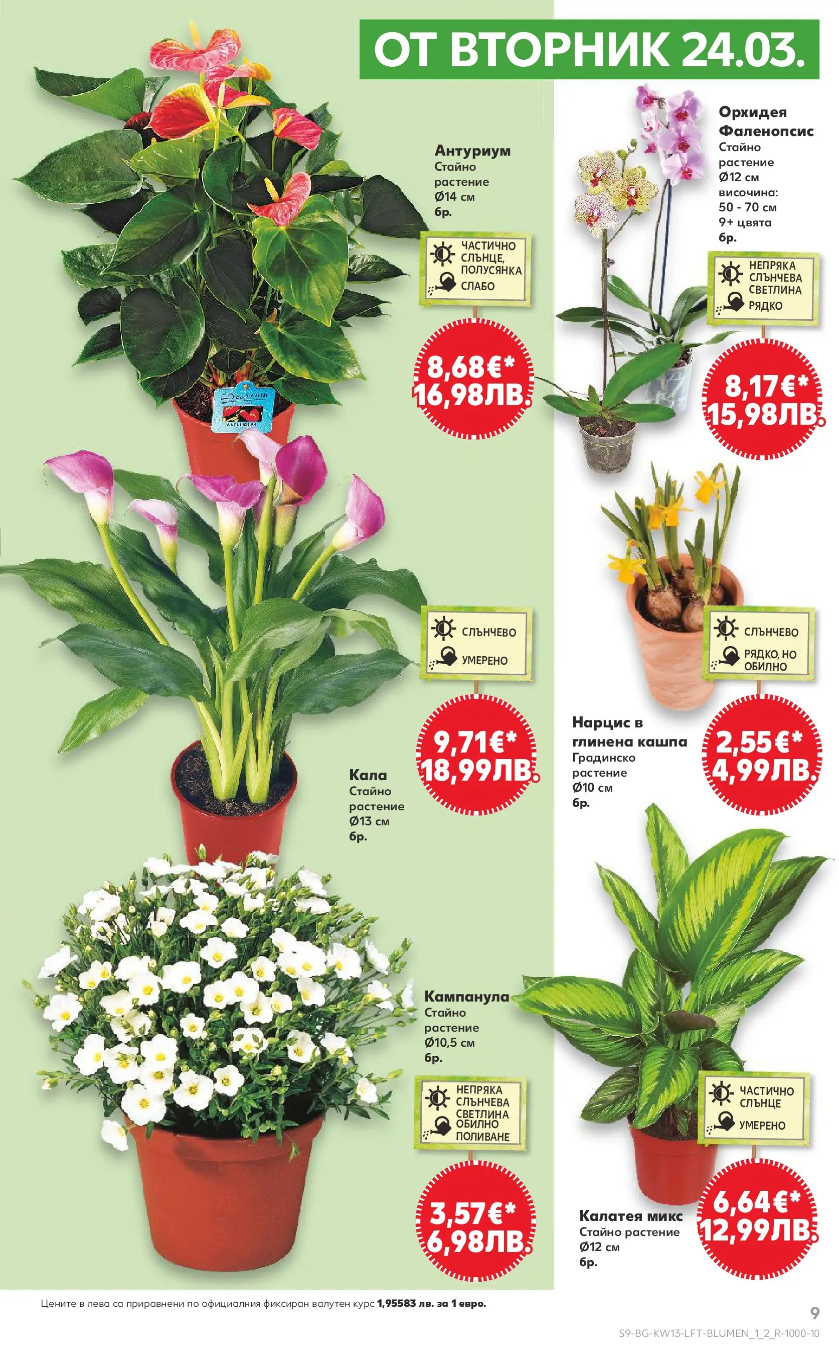 Нова Кауфланд брошура от 22.03.2026 | Страница: 9 | Продукти: Кашпа, Орхидея Нова Кауфланд - MEGA изгодни цени в Kaufland с валидност до 29.03.2026 от 22.03.2026 | Страница: 9 | Продукти: Кашпа, Орхидея