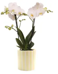 Орхидея Фаленопсис в цветна керамика