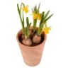 Нарцис в глинена кашпа &Oslash;10 см