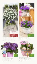 Pflanzen-K&ouml;lle: Bl&uuml;hende Osterzeit