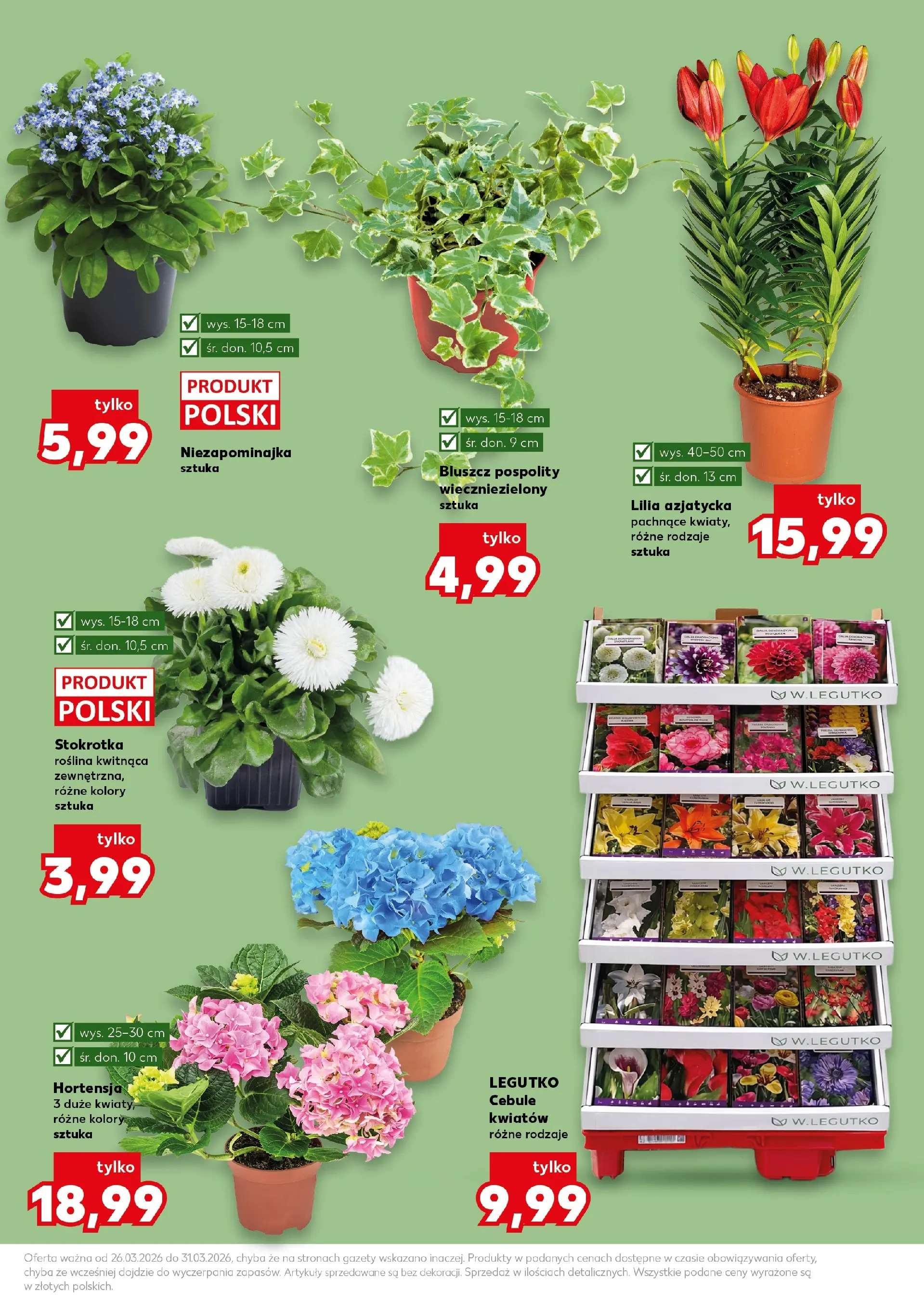 Kaufland gazetka - Ogród od 26.03.2026 - od jutra PDF | Strona: 11 | Produkty: Stokrotka, Kwiaty, Cebule