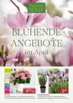 Pflanzen-K&ouml;lle Gartencenter Pflanzen-K&ouml;lle: Bl&uuml;hende Angebote - bis 30.04.2026