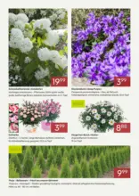 Pflanzen-K&ouml;lle: Bl&uuml;hende Angebote