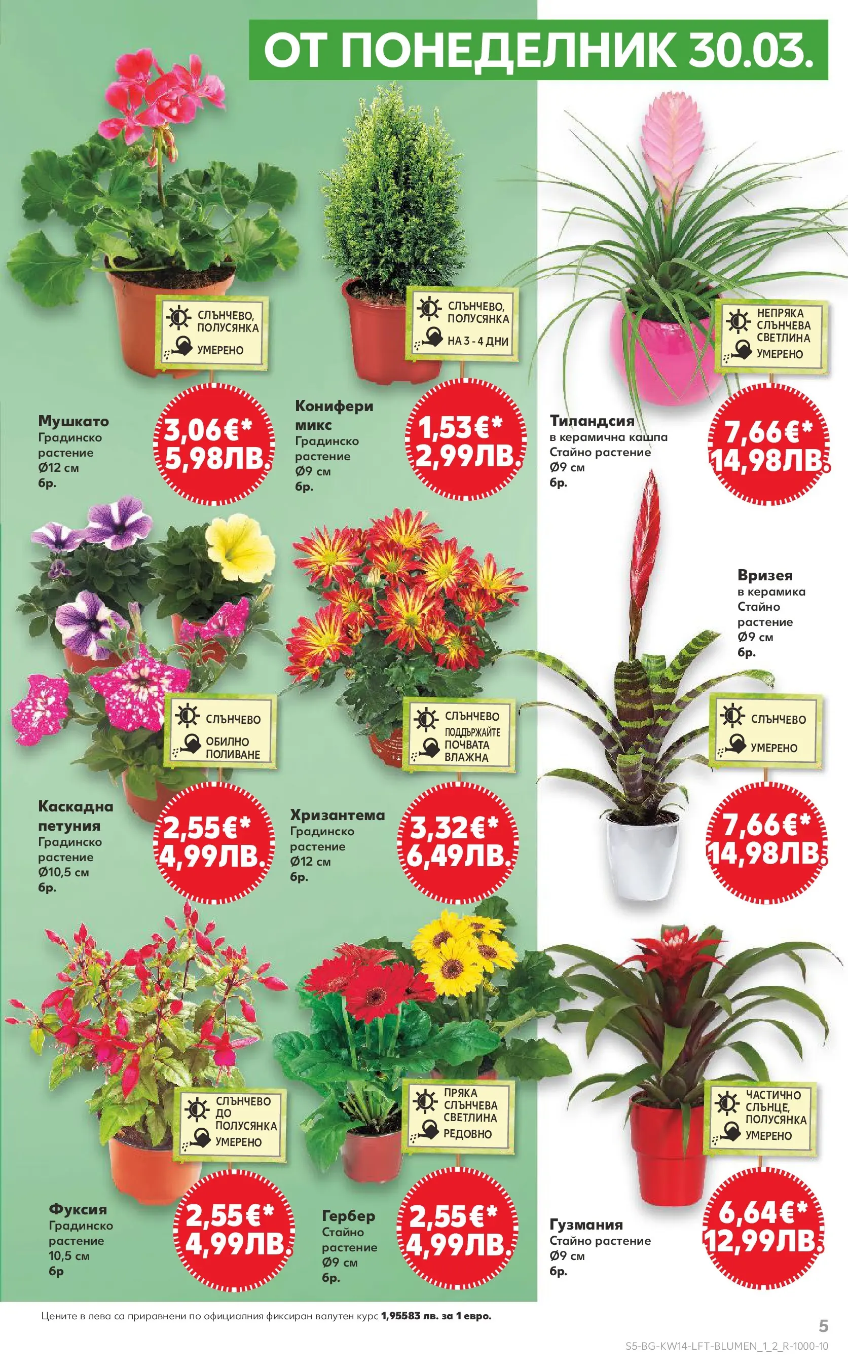 Нова Кауфланд - Открий магията на Великден с предложения валидни до 05.04.2026 от 29.03.2026 | Страница: 5 | Продукти: Кашпа, Хризантема