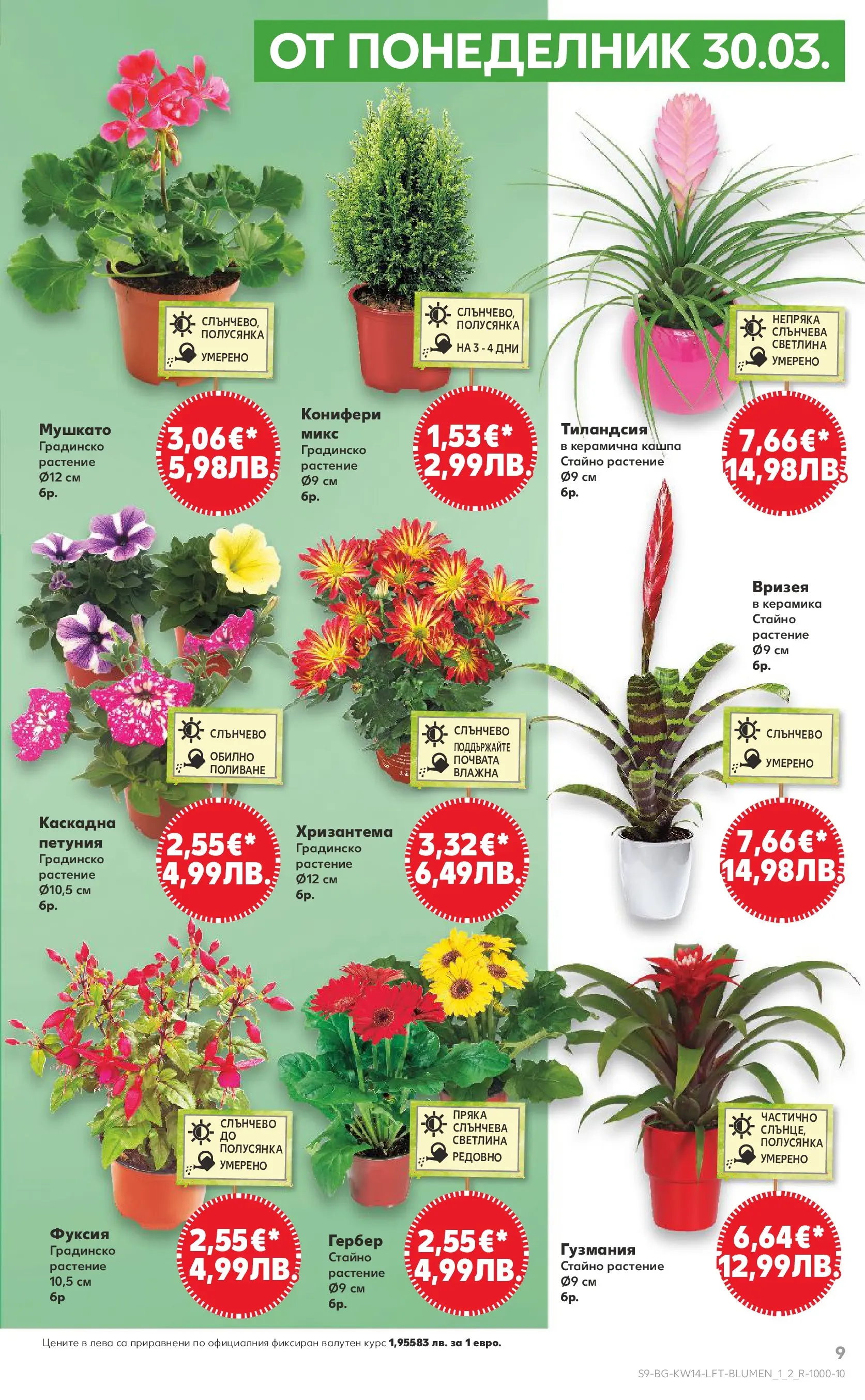 Нова Кауфланд - Открий магията на Великден с предложения валидни до 05.04.2026 от 29.03.2026 | Страница: 9 | Продукти: Кашпа, Хризантема