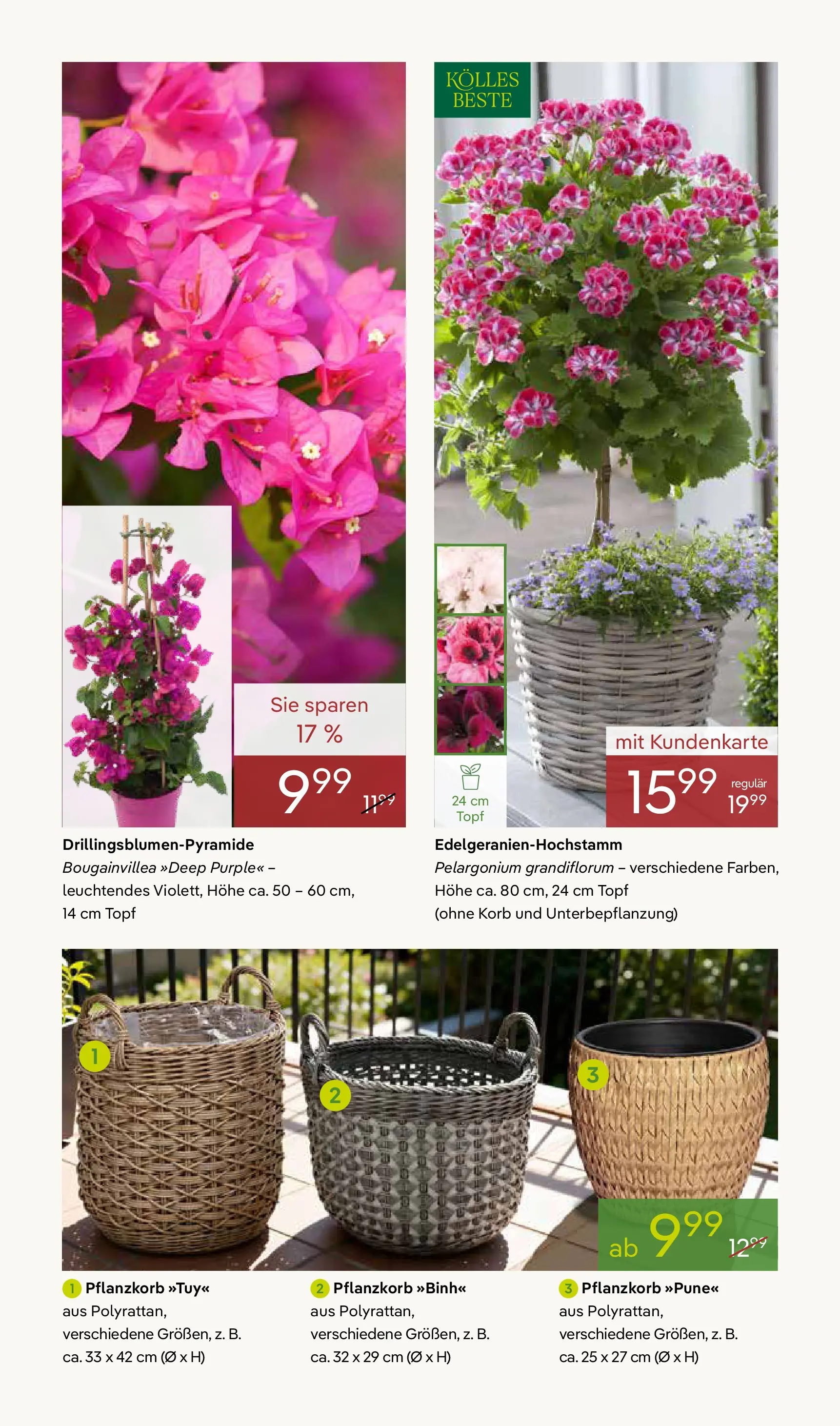 Pflanzen-Kölle - Pflanzen-Kölle: Frühling erleben (ab 06.04.2026) zum Blättern | Seite: 2 | Produkte: Korb