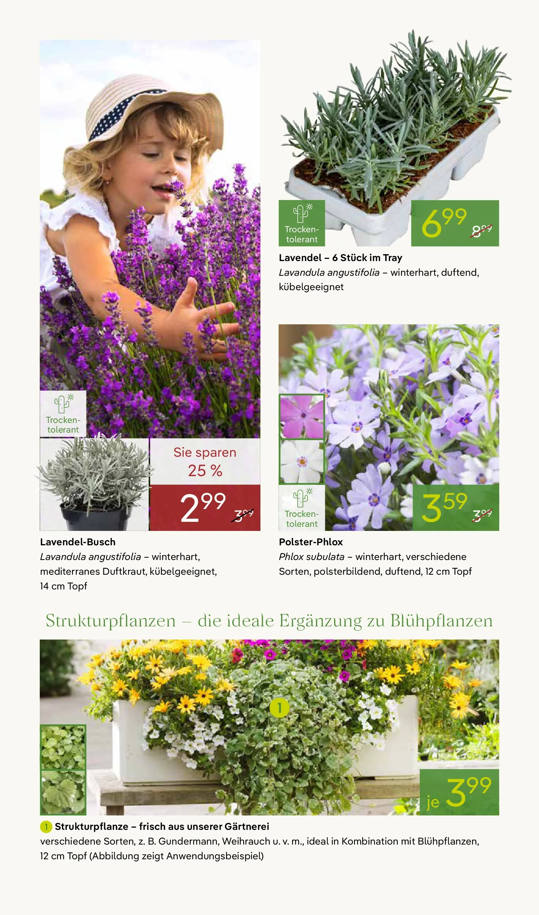 Pflanzen-Kölle - Pflanzen-Kölle: Frühling erleben (ab 06.04.2026) zum Blättern | Seite: 4 | Produkte: Lavendel