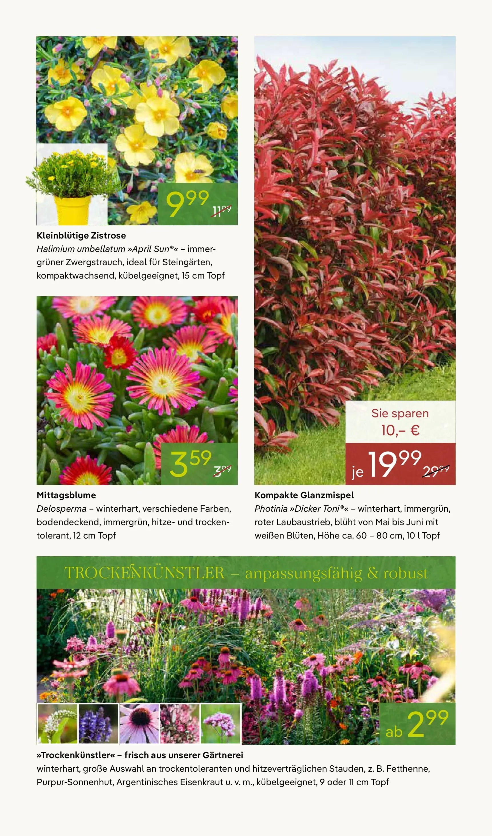 Pflanzen-Kölle - Pflanzen-Kölle: Frühling erleben (ab 06.04.2026) zum Blättern | Seite: 7