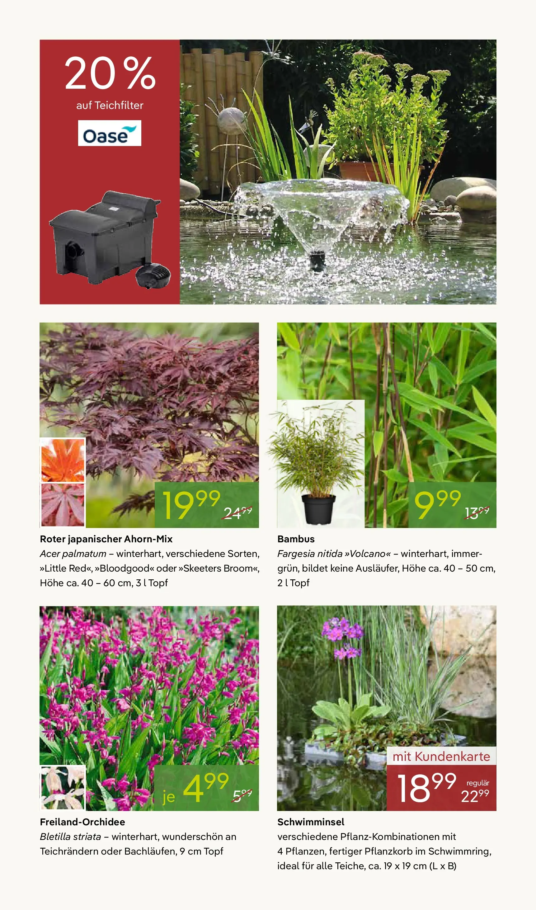 Pflanzen-Kölle - Pflanzen-Kölle: Frühling erleben (ab 06.04.2026) zum Blättern | Seite: 10