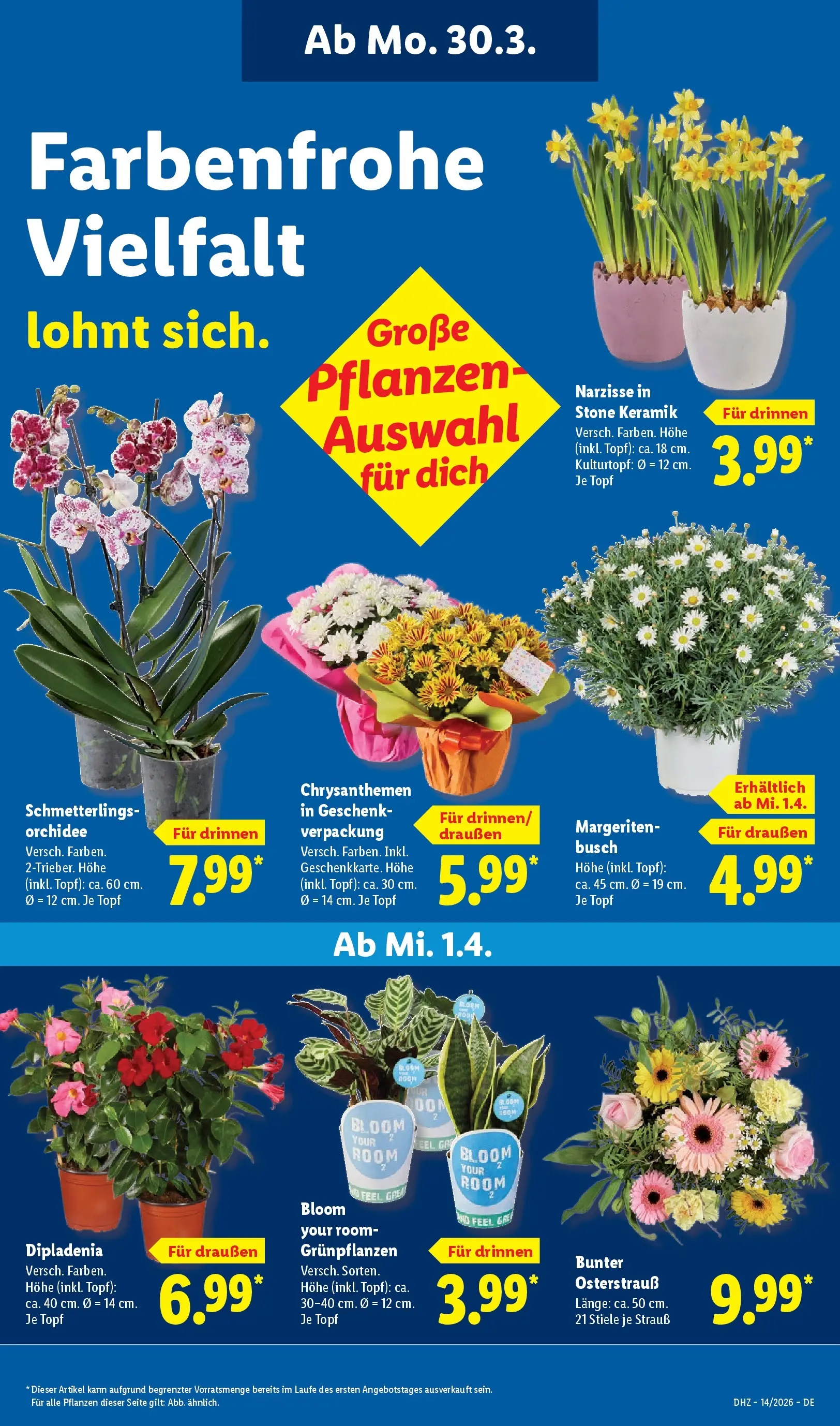 Lidl Prospekt Plettenberg (ab 29.03.2026) zum Blättern » Angebote | Seite: 31 | Produkte: Orchidee