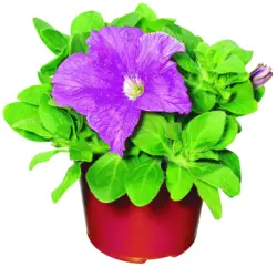 Каскадна петуния &Oslash;10,5 см