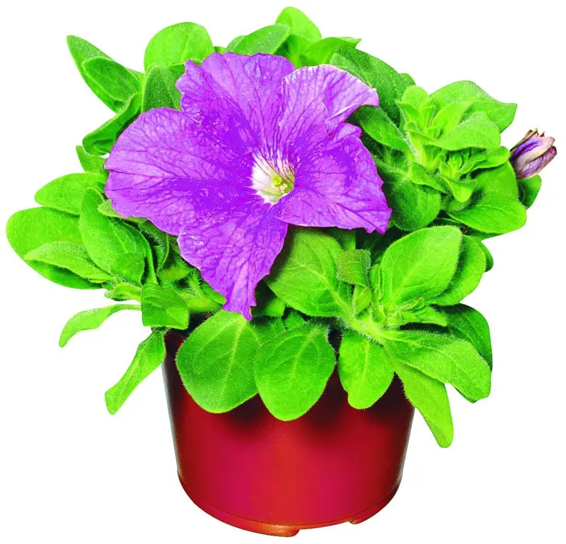 Каскадна петуния &Oslash;10,5 см