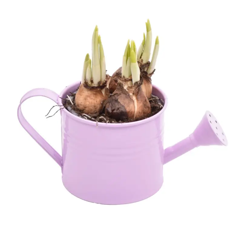 Нарцис в лейка &Oslash;10 см