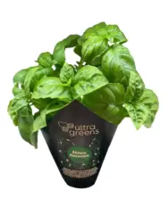 Подправки в саксия различни видове