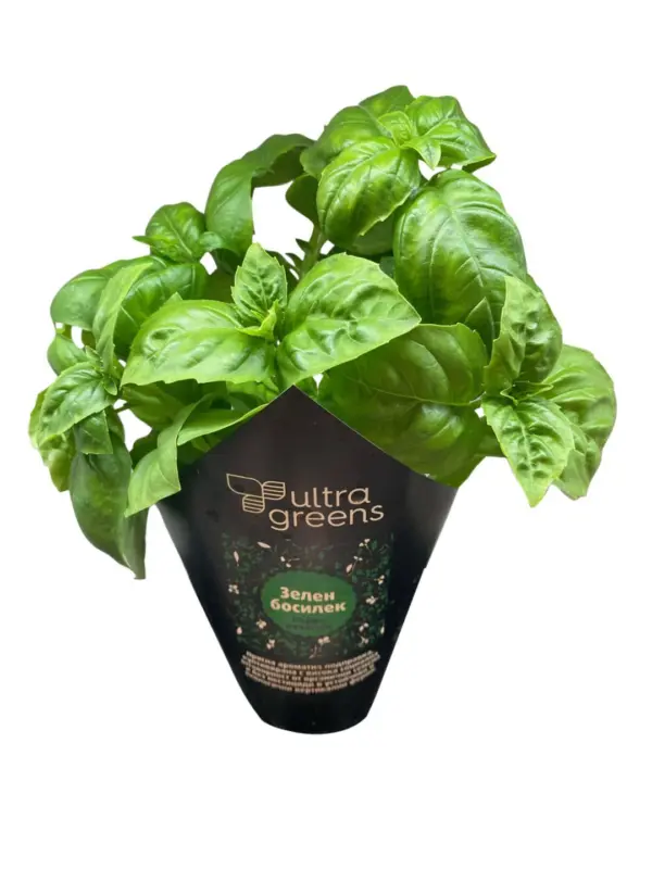 Подправки в саксия различни видове