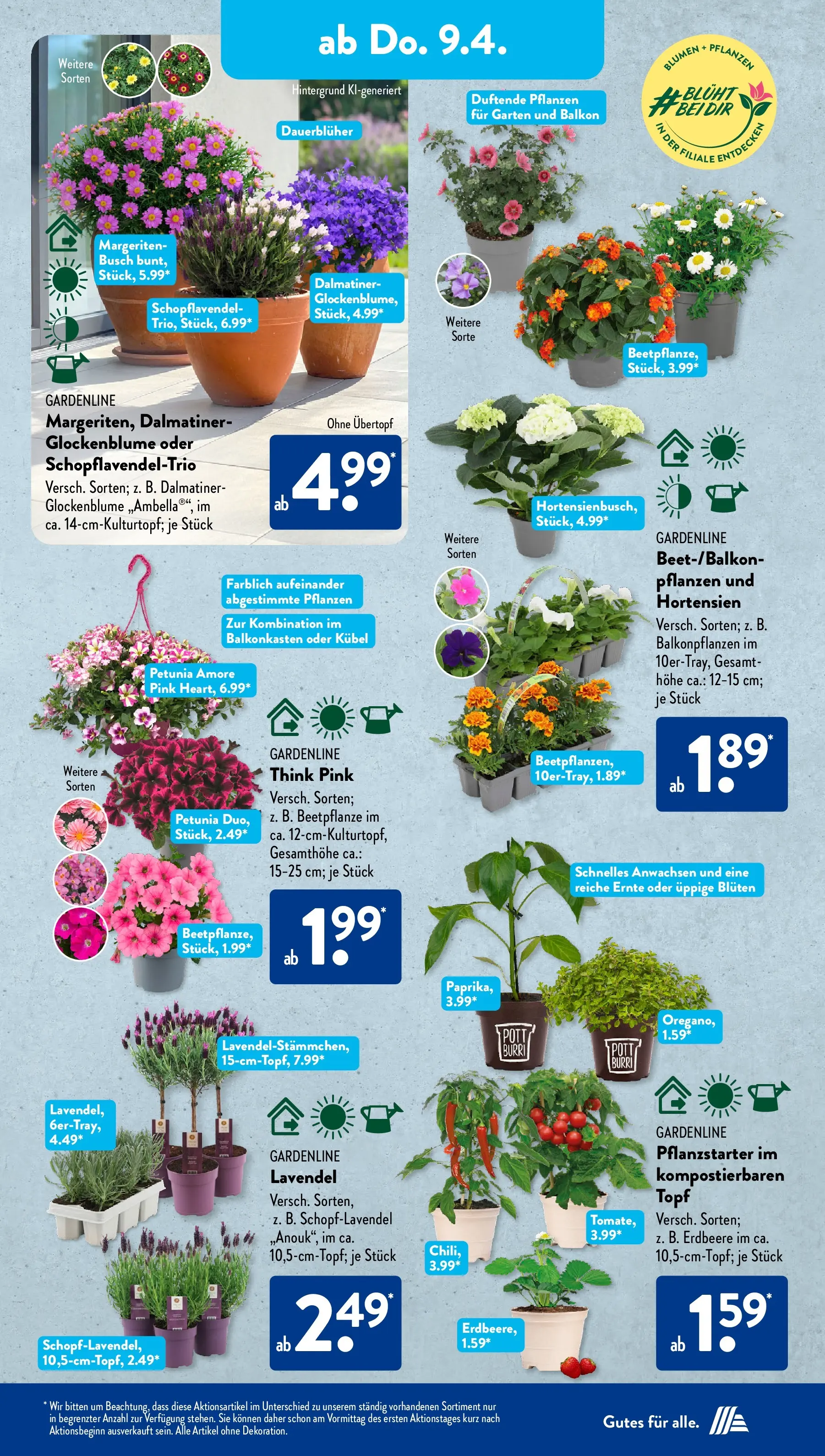 Aldi Süd - Aldi Süd: Wochenangebote (ab 05.04.2026) zum Blättern | Seite: 17 | Produkte: Blumen, Lavendel