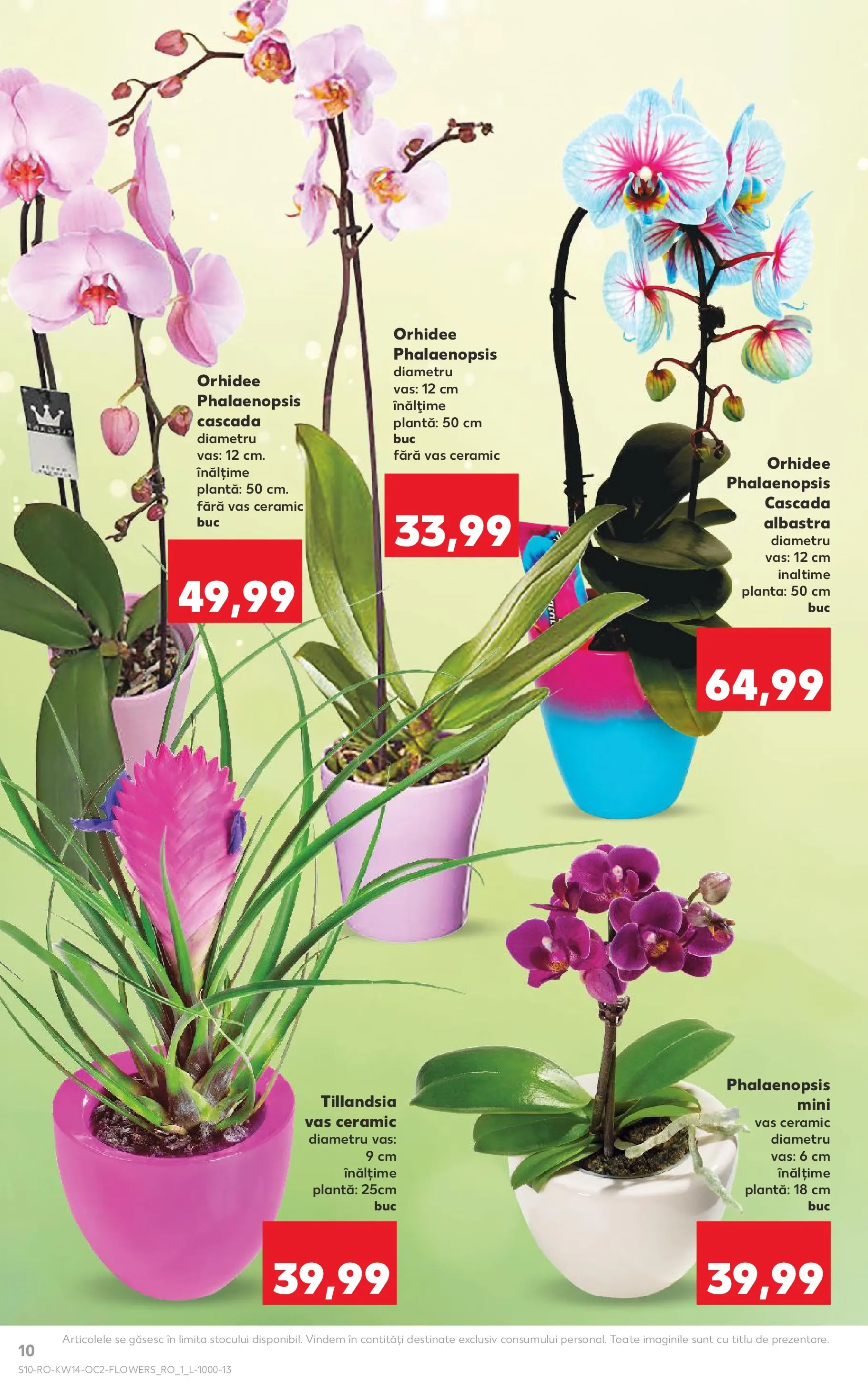 Kaufland Ploiești 31.03.2026 - Revista si Oferta | Pagină: 10 | Produse: Orhidee
