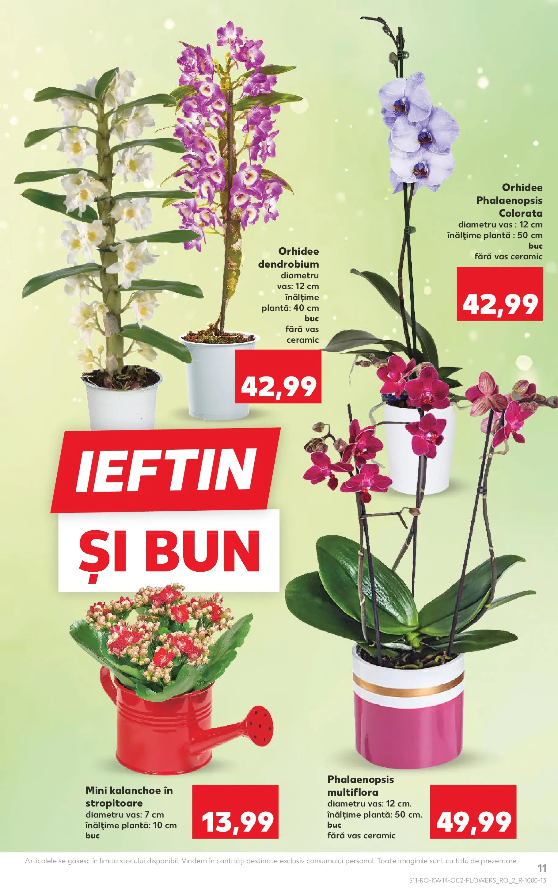Kaufland Ploiești 31.03.2026 - Revista si Oferta | Pagină: 11 | Produse: Orhidee
