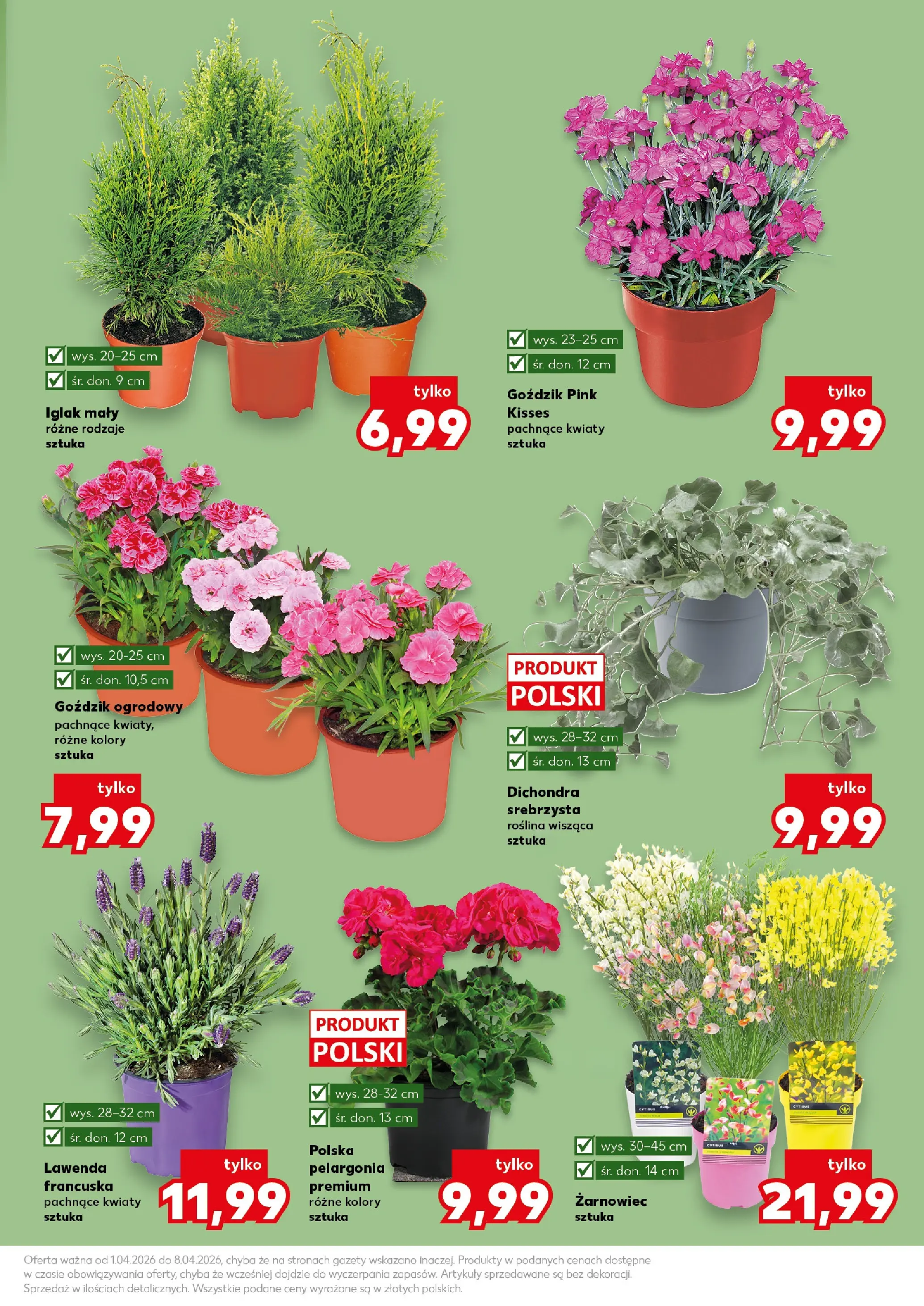 Kaufland gazetka - Ogród od 01.04.2026 - od jutra PDF | Strona: 11 | Produkty: Goździk, Kwiaty