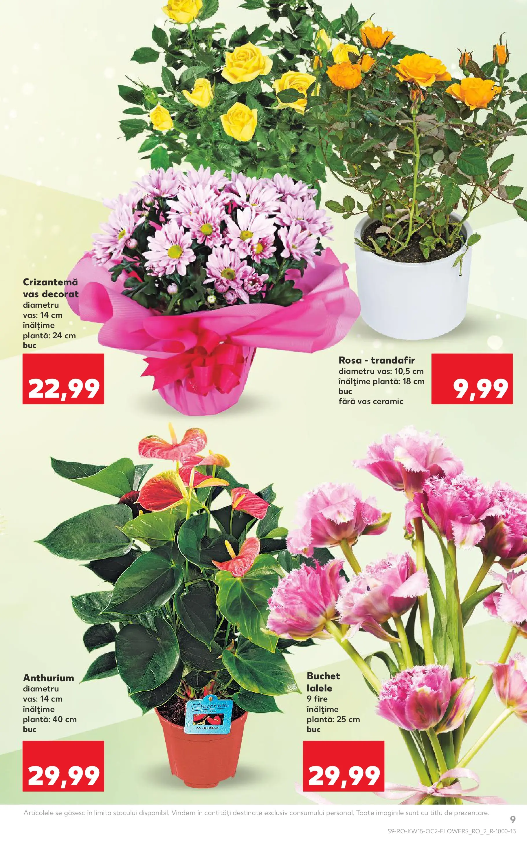 Kaufland Domnesti 08.04.2026 - Revista si Oferta | Pagină: 9 | Produse: Trandafir