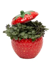 Кализия в керамика &Oslash;6 см