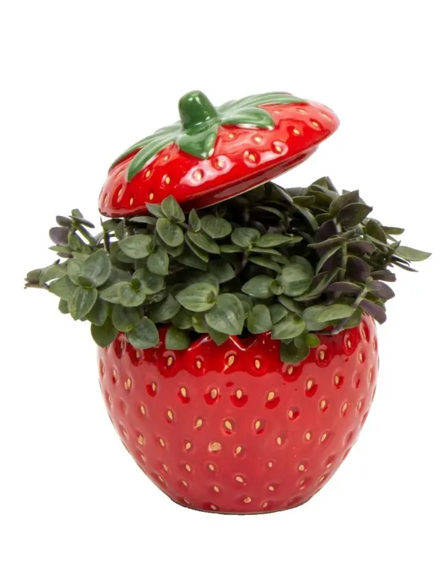 Кализия в керамика &Oslash;6 см