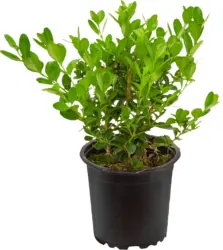 Буксус &Oslash;9 см